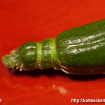 cucumber-seedling_2016spring_st03