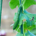 cucumber-seedling_2016spring_st05