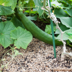 cucumber-seedling_2016spring_st10
