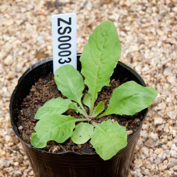 植物の安否確認お願いします‼️ぶたみ3号 GWH7h75.T25 正方形ますぶた(落し込み式)ツブツブセーファー 1枚