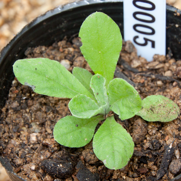 不定雑草(ZS0005) - 家庭菜園ティスト家庭菜園ティスト