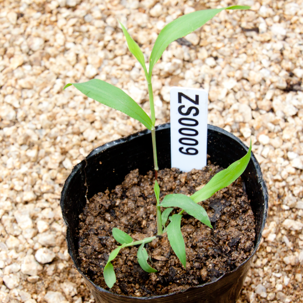 雑草 Amazon.co.jp: 畑中産業 HYPER防草くん ハイパー防草くん 1×50m巻 草