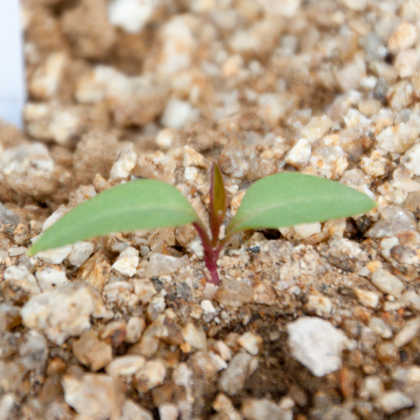 不定雑草(ZS0020) - 家庭菜園ティスト家庭菜園ティスト