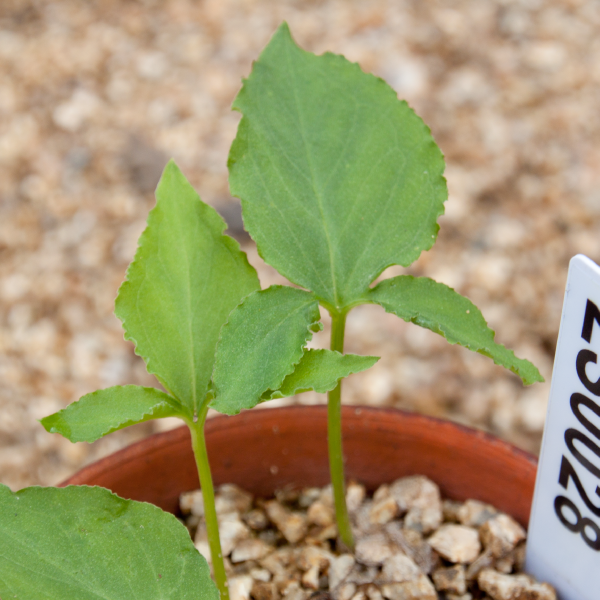 雑草 アッチョンブリケ adidas Originals ZX Flux Weave “Gore-Tex