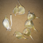 eye_germination-rate-diff-garlic-pieces