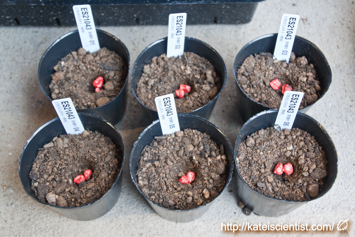 種まき トウモロコシ の トウモロコシの種まき方法－時期、発芽適温、発芽日数、発芽難易度－難しい？簡単？