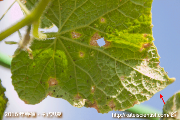 cucumber-aphid-damage201608_st01
