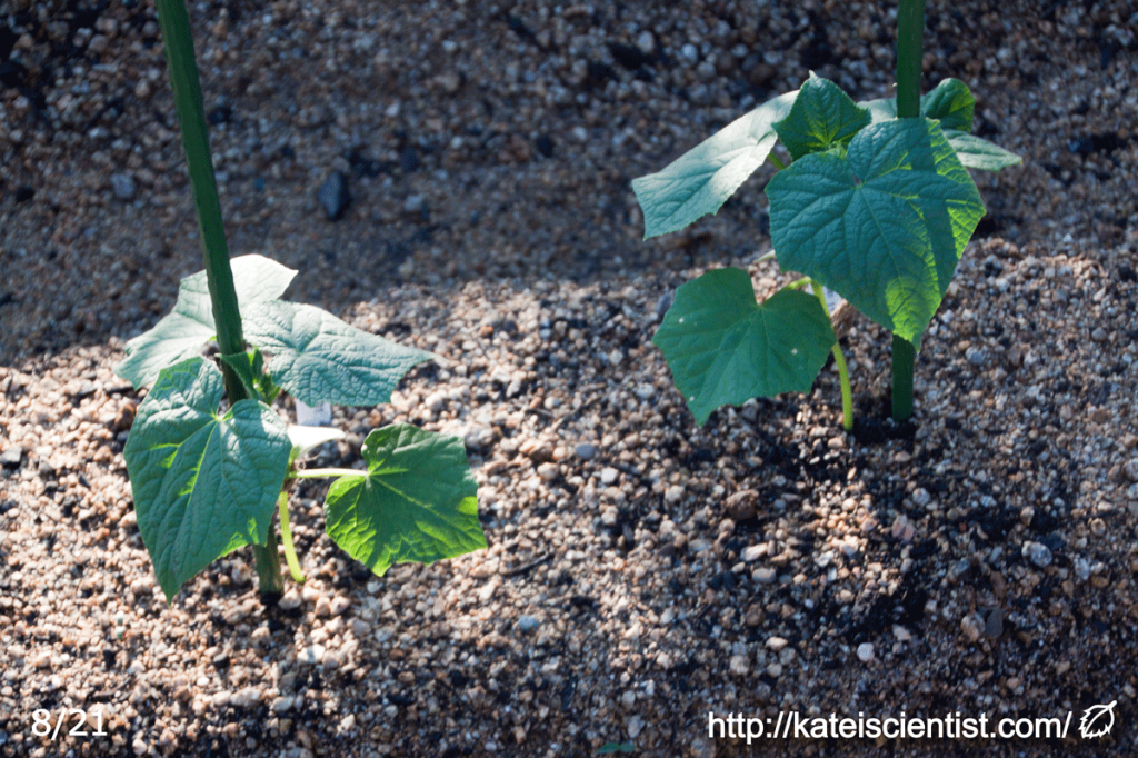 cucumber-aphid-damage201608_st03