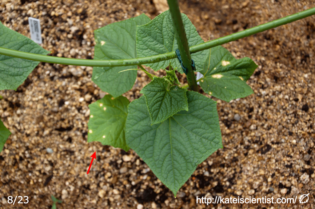 cucumber-aphid-damage201608_st05