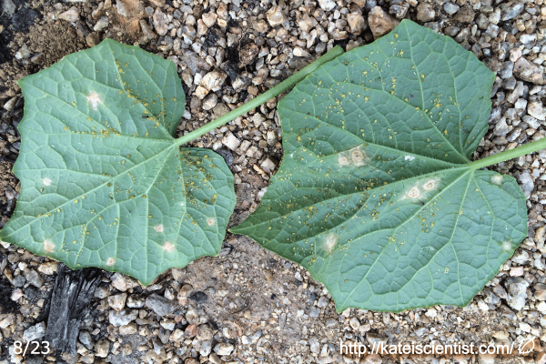 cucumber-aphid-damage201608_st07