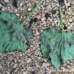 cucumber-aphid-damage201608_st08