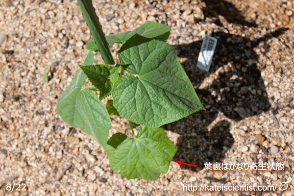 cucumber-aphid-damage201608_st10