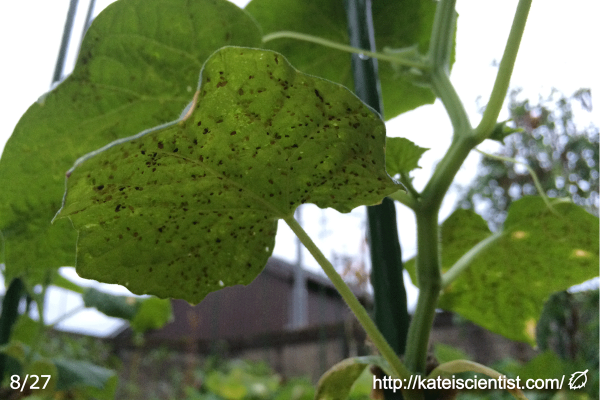 cucumber-aphid-damage201608_st13