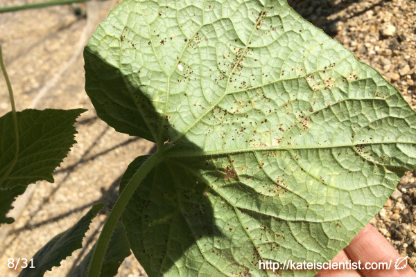 cucumber-aphid-damage201608_st16