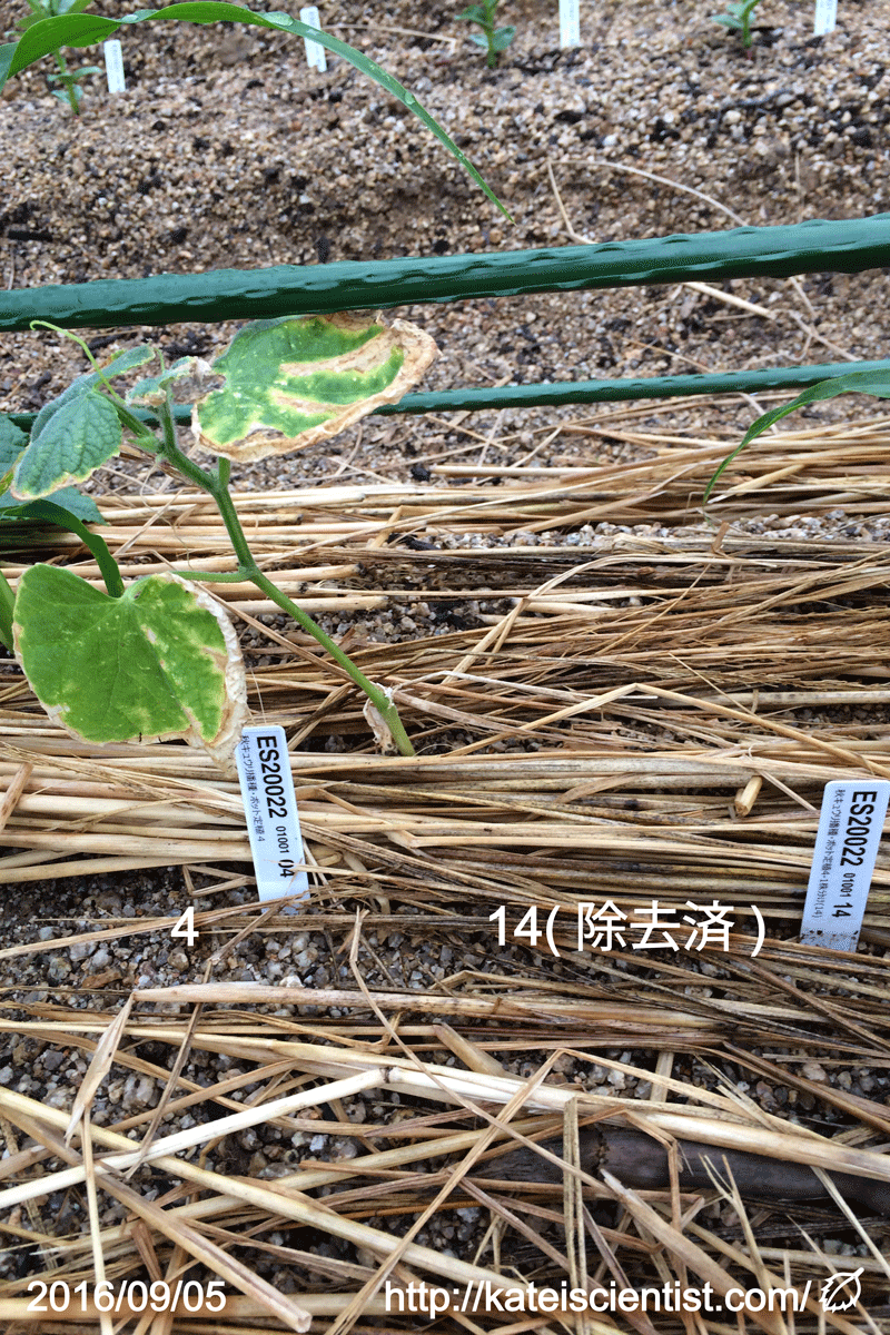 試験中 トウモロコシ キュウリ カボチャ コンパニオンプランツ 家庭菜園ティスト家庭菜園ティスト